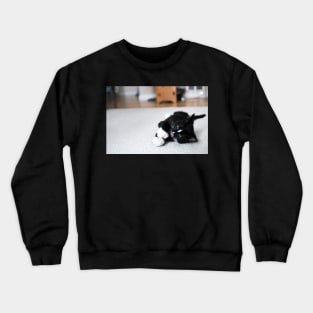 polydactyl cat Crewneck Sweatshirt